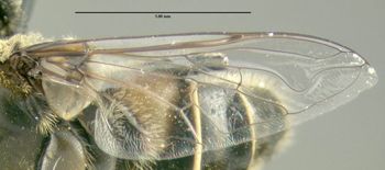 Media type: image;   Entomology 603719 Aspect: front wing